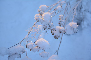 rauhnacht-schnee